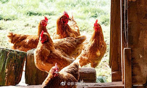 「北青网综合」鸡肉加工厂人手紧缺 美国200万只鸡面临扑杀