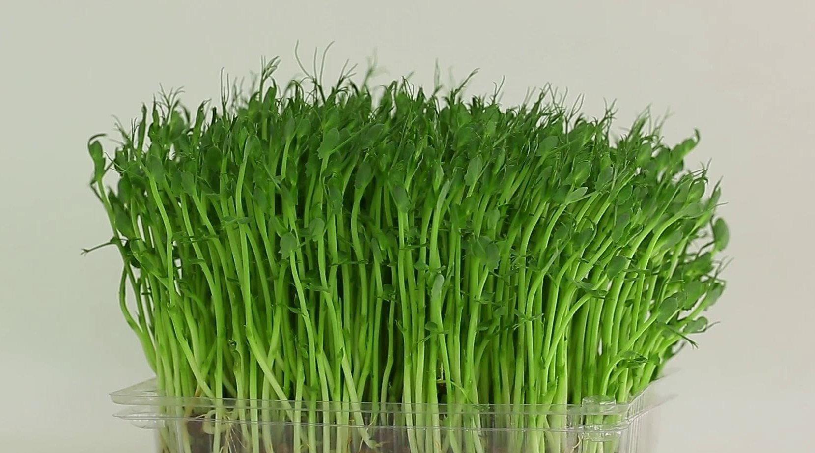 你吃过"酵素"豆芽吗?原汁原味无添加剂,如今远销全国荣获金奖