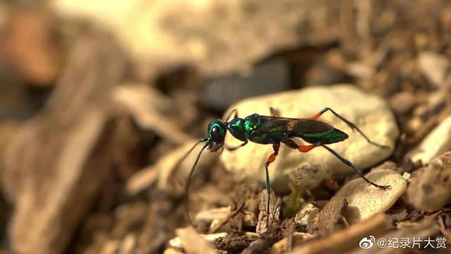 不是打不死的小强吗?终于还是遇见了它的天敌扁头泥蜂
