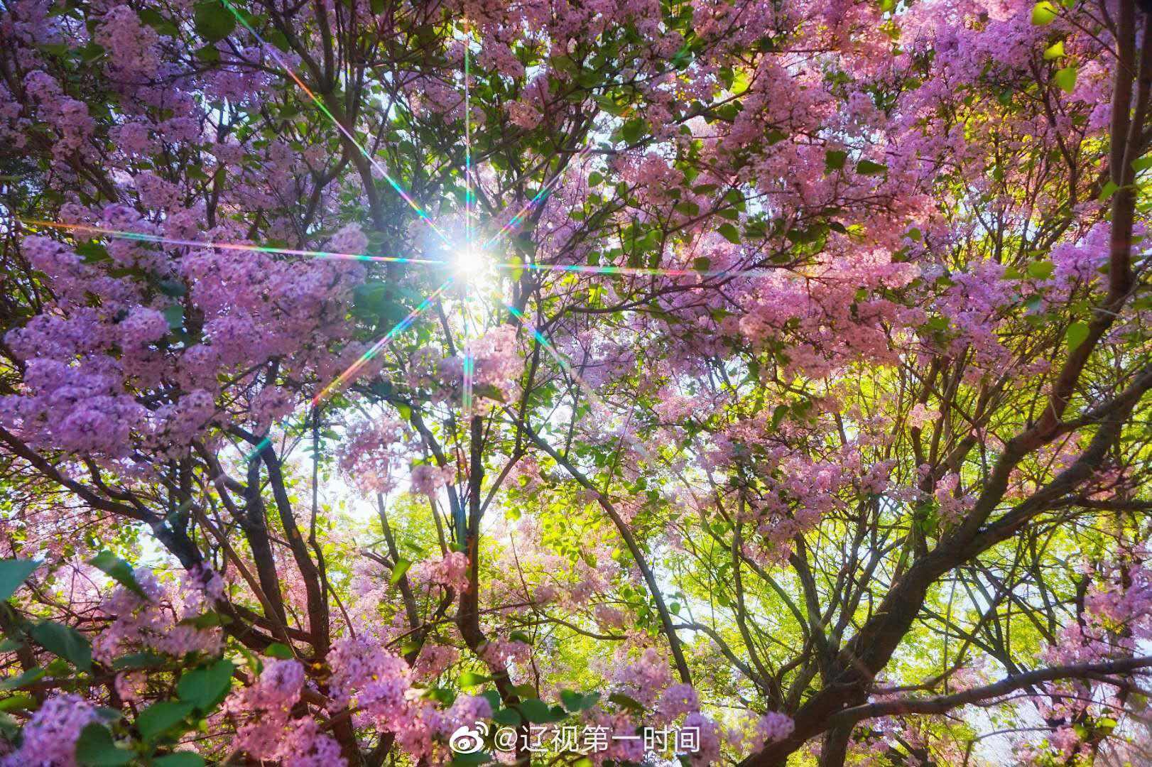 大连：丁香花开