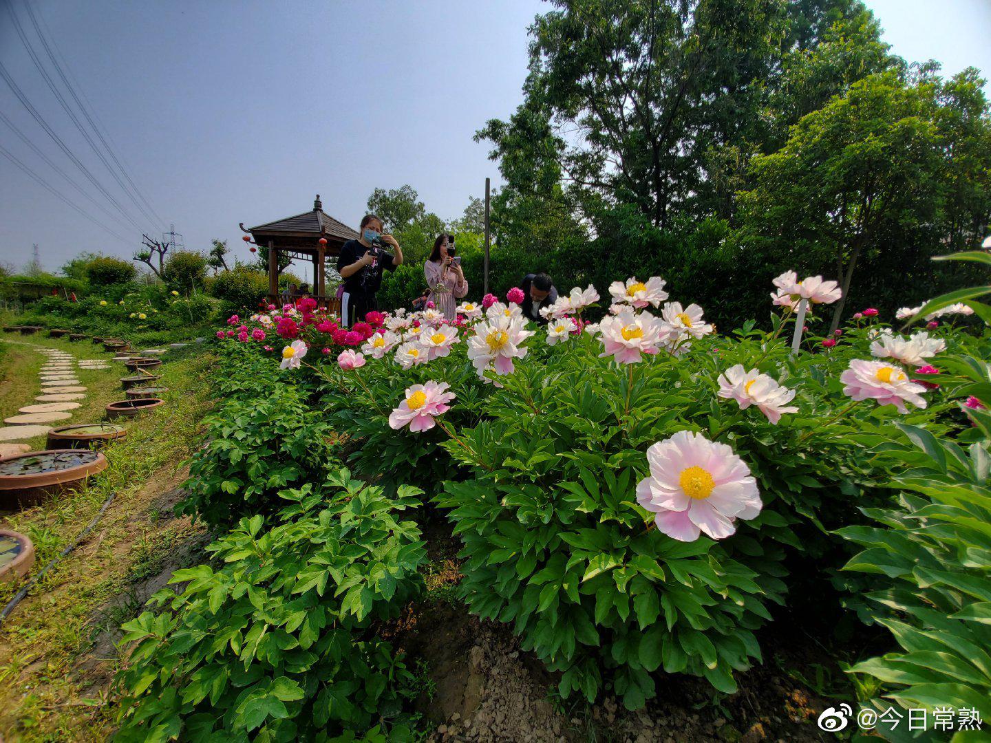 江南紅豆園 月季花展 直播中