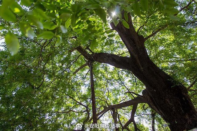 河南安阳市:一棵被列为一级保护的千年古树