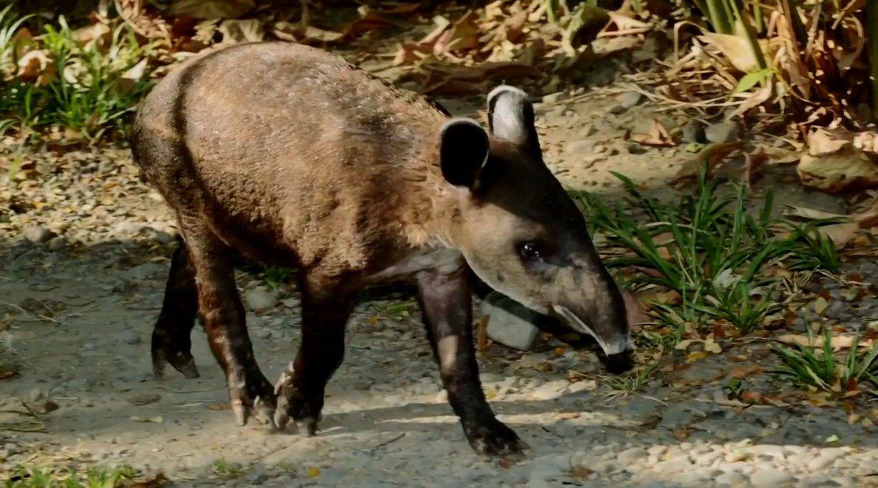 南美嫩貘the Tapir