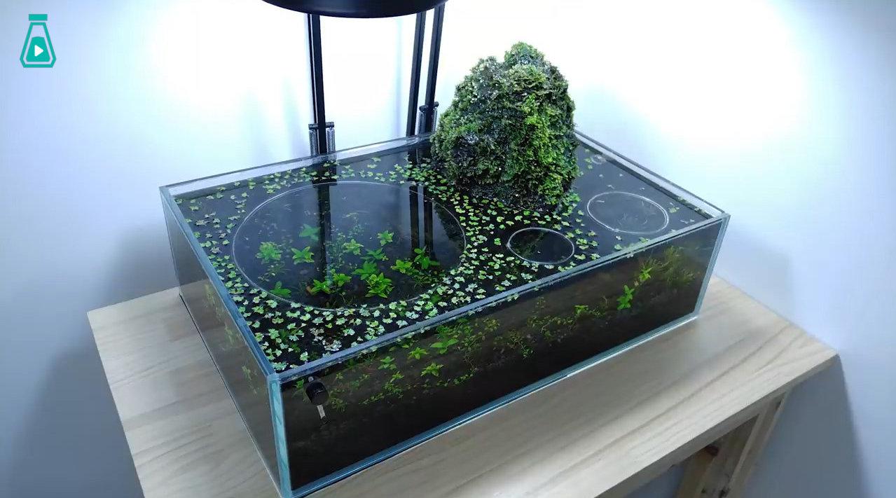 油管博主Foo the Flowerhorn自制火山岩过滤斗鱼生态箱……|_新浪新闻