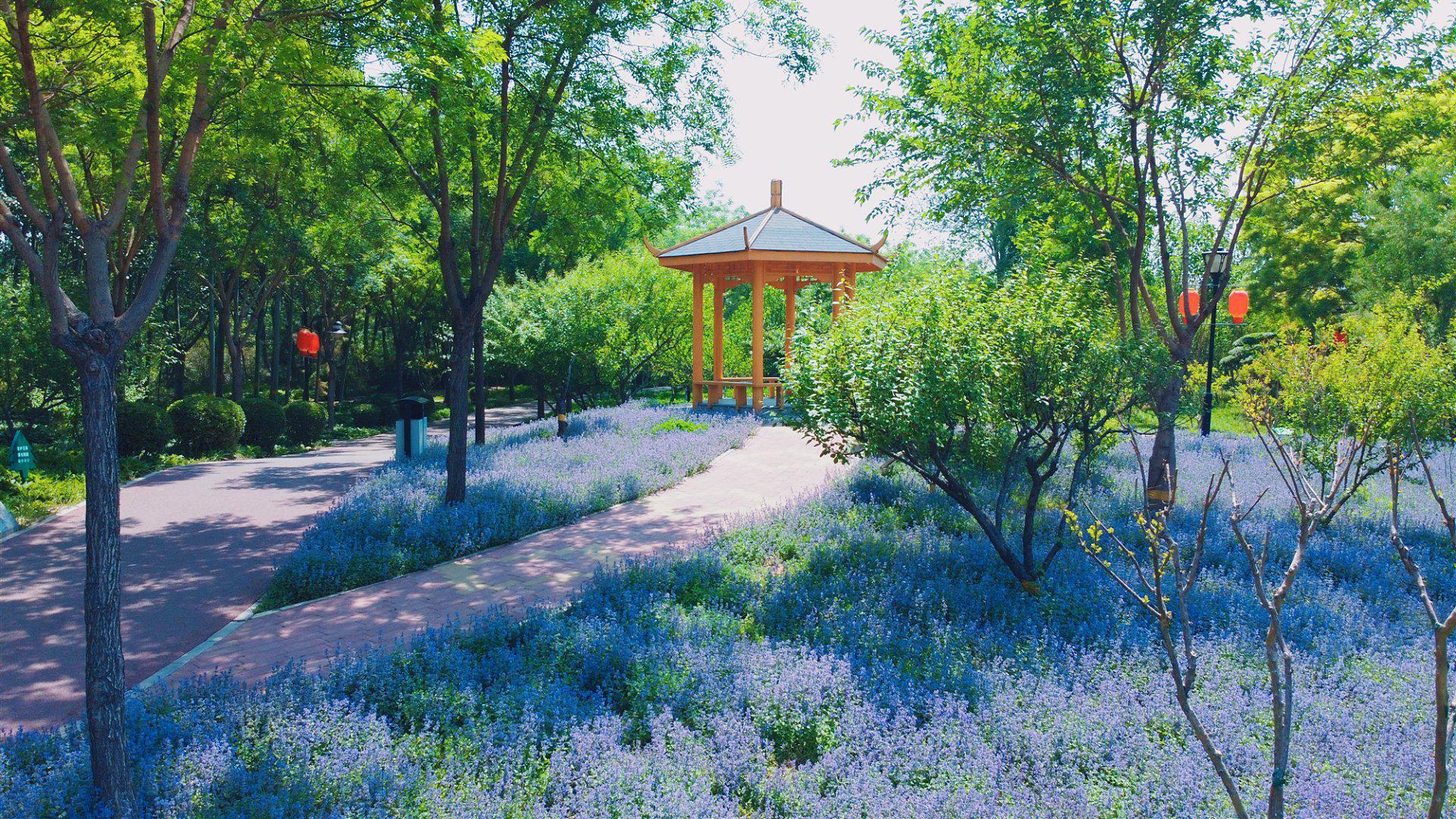 你不知道的石家莊最美公園海山公園:綠樹成蔭山水環繞