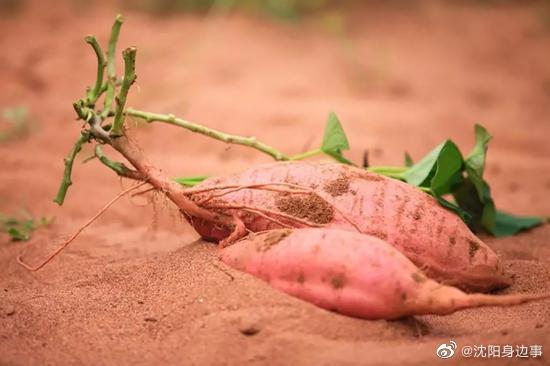 大连瓦房店地瓜:粗粮也时尚