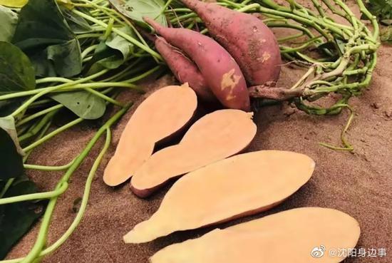 大连瓦房店地瓜:粗粮也时尚