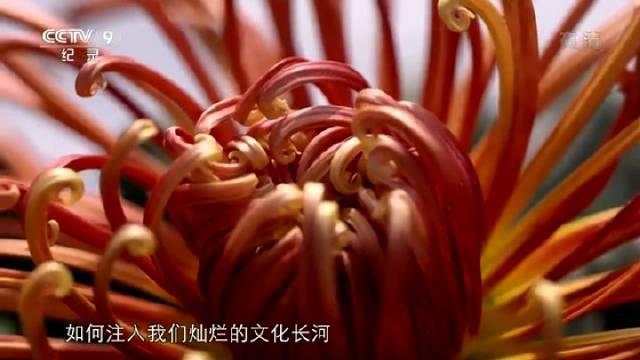 纪录片《花开中国》第四集 菊花