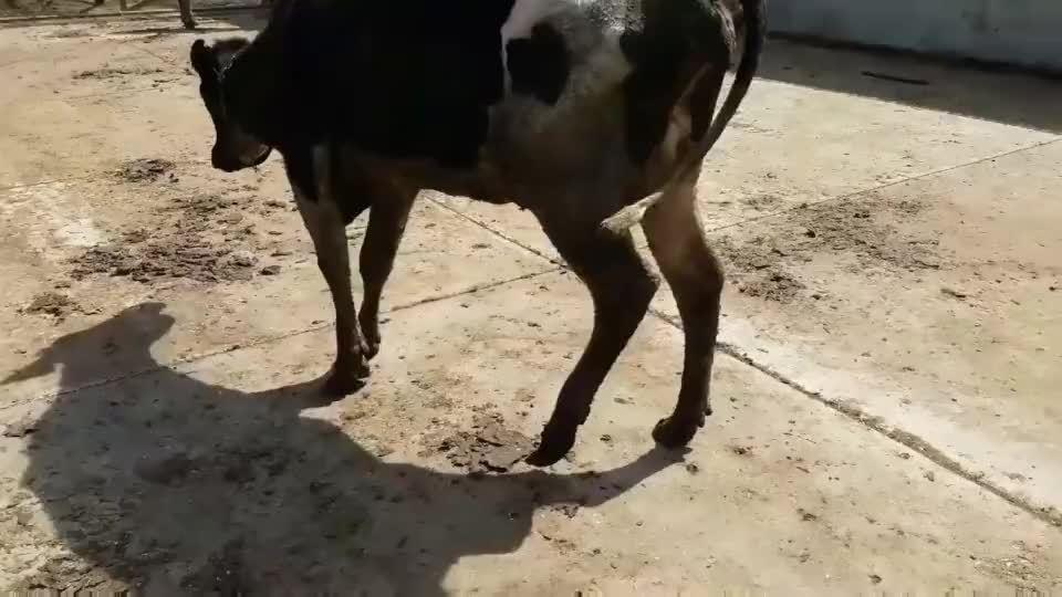 这头奶牛的脚已经不能走路了,整个牛蹄都快脱落了,再不治就废了