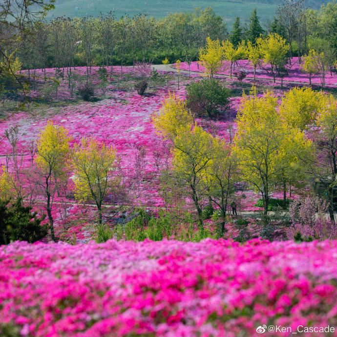 大连英歌石植物园 Dalian YingGeShi Botanical Gardens 芝樱园