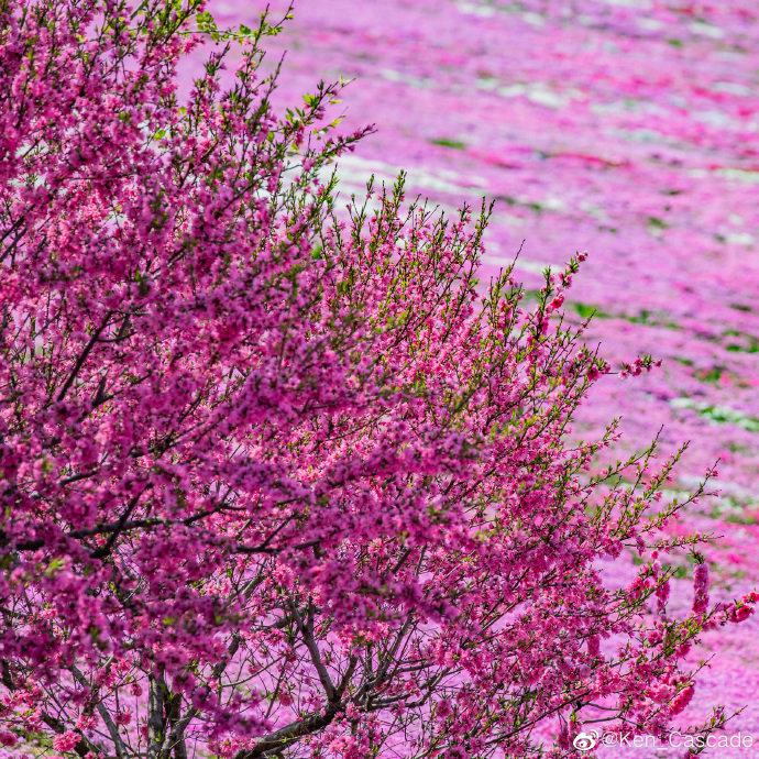 大连英歌石植物园 Dalian YingGeShi Botanical Gardens 芝樱园