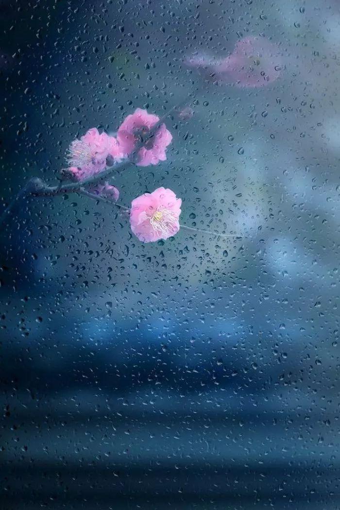 今夜,有雨敲窗. 提前关好门窗,愿大家一夜好眠