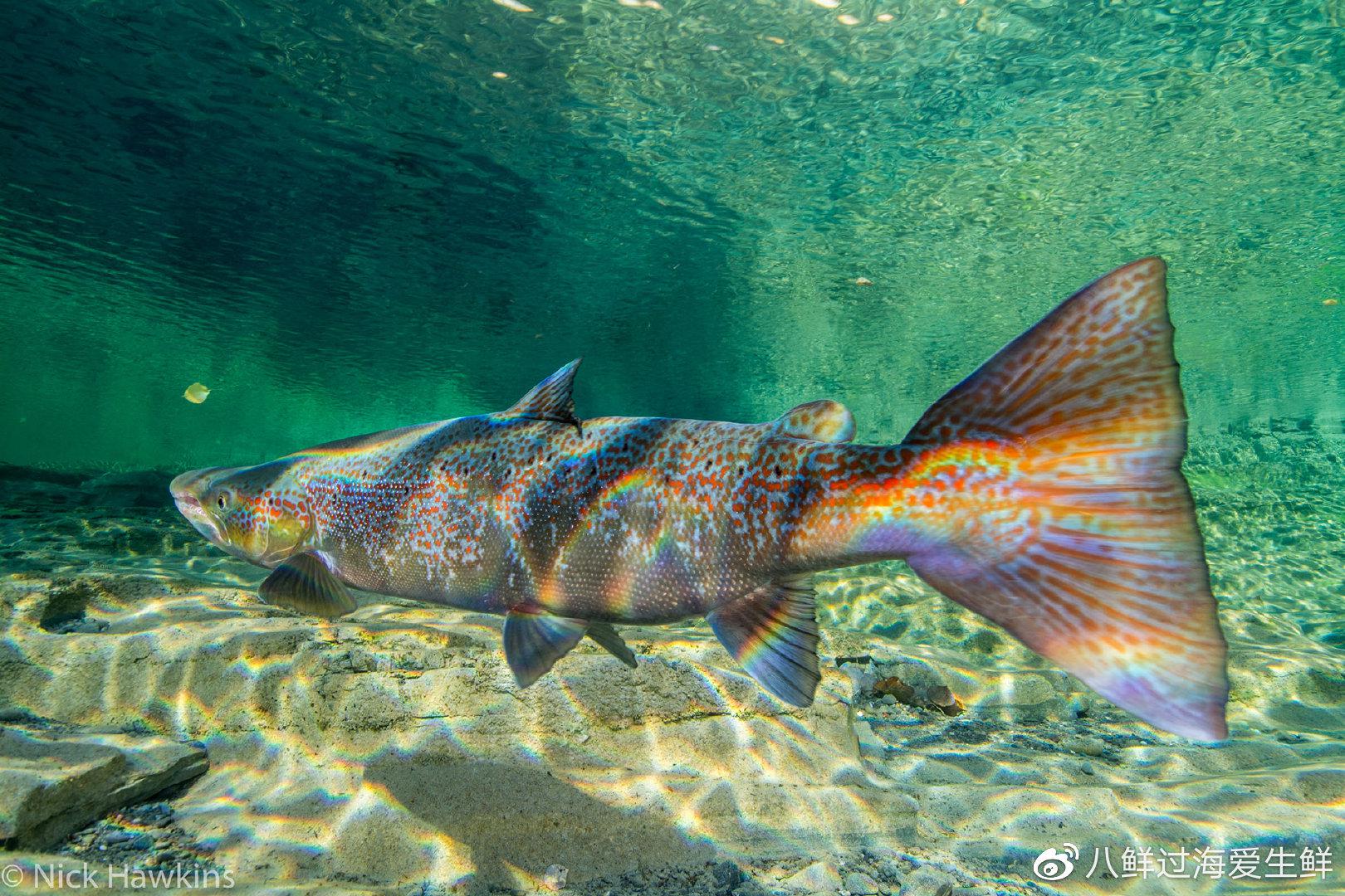 没经过人工养殖的大西洋鲑鱼,彩色皮肤当观赏鱼毫不逊色