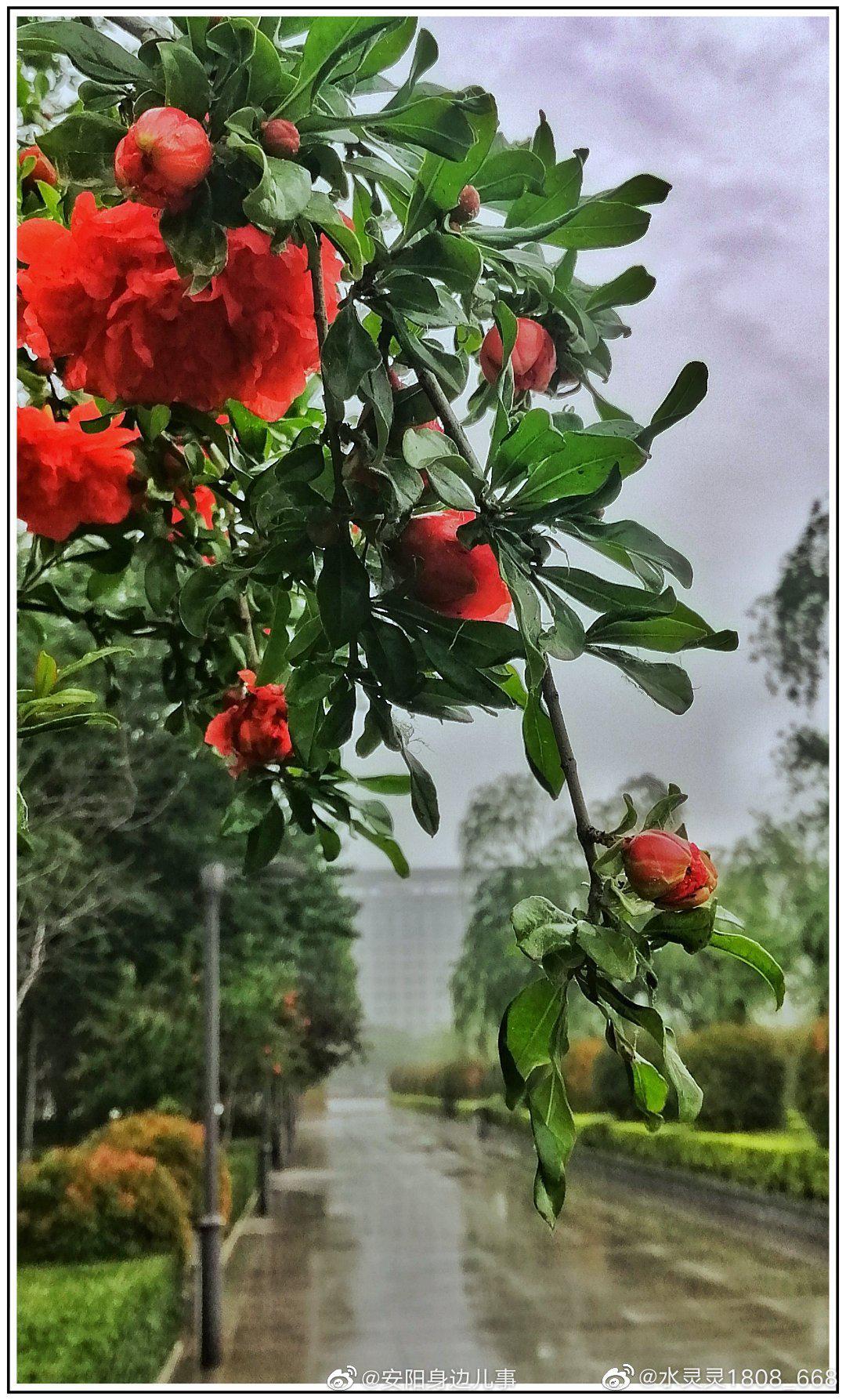 石榴花红