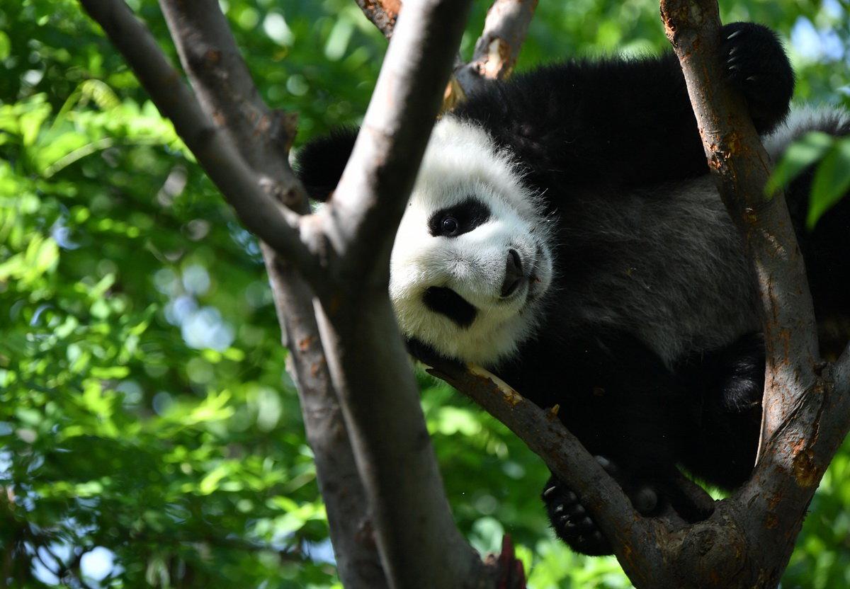 组图:陕西的大熊猫们