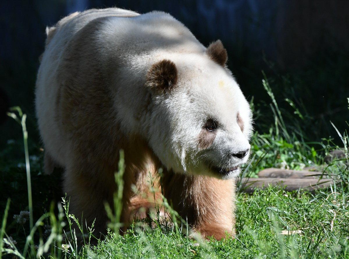 组图:陕西的大熊猫们