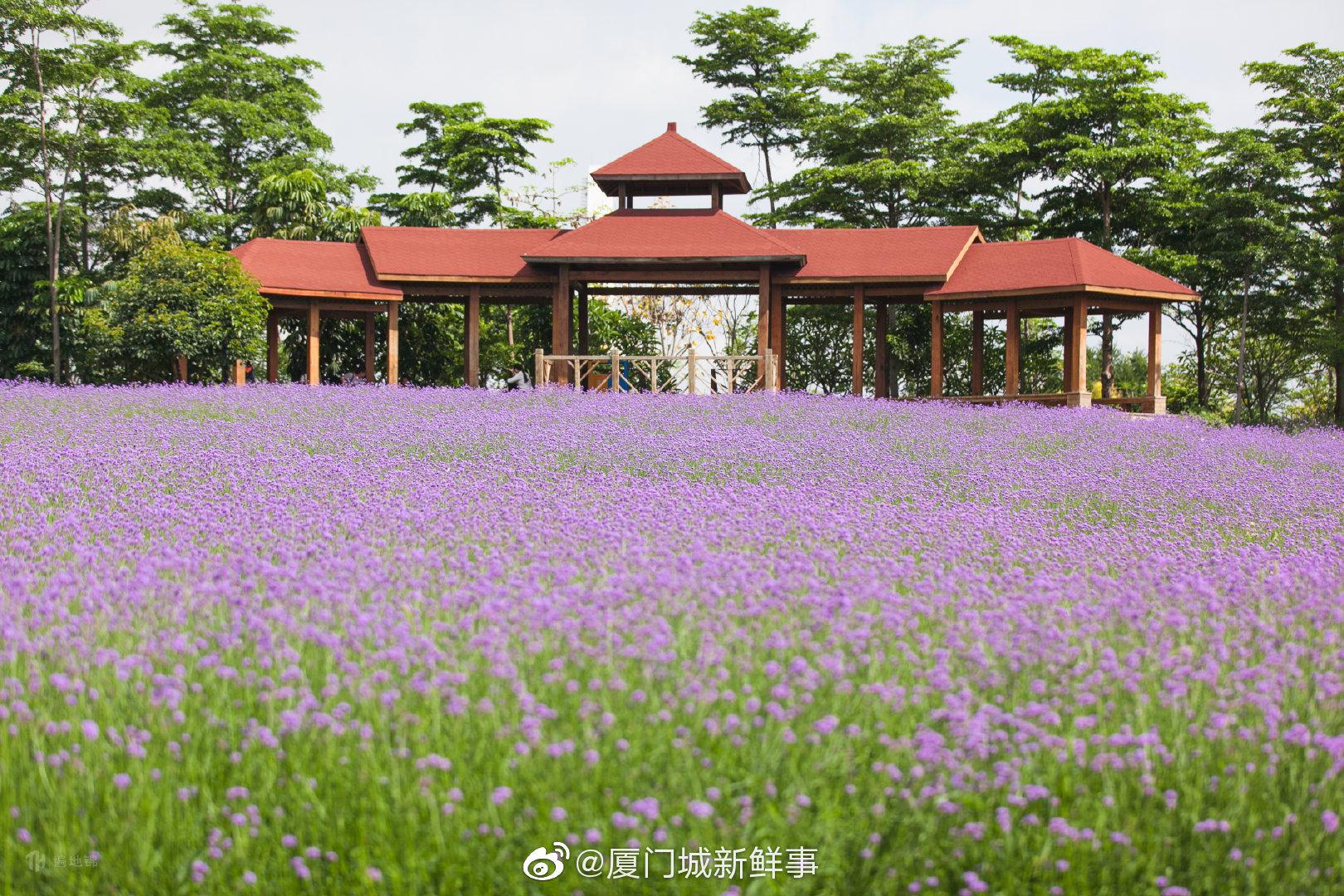 厦门初夏 遇见园博苑马鞭草花海