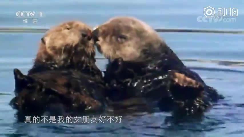 海獭如何应对气候变化 哺乳动物 新浪科技 新浪网 海獭如何应对气候变化 哺乳动物 新浪科技 新浪网