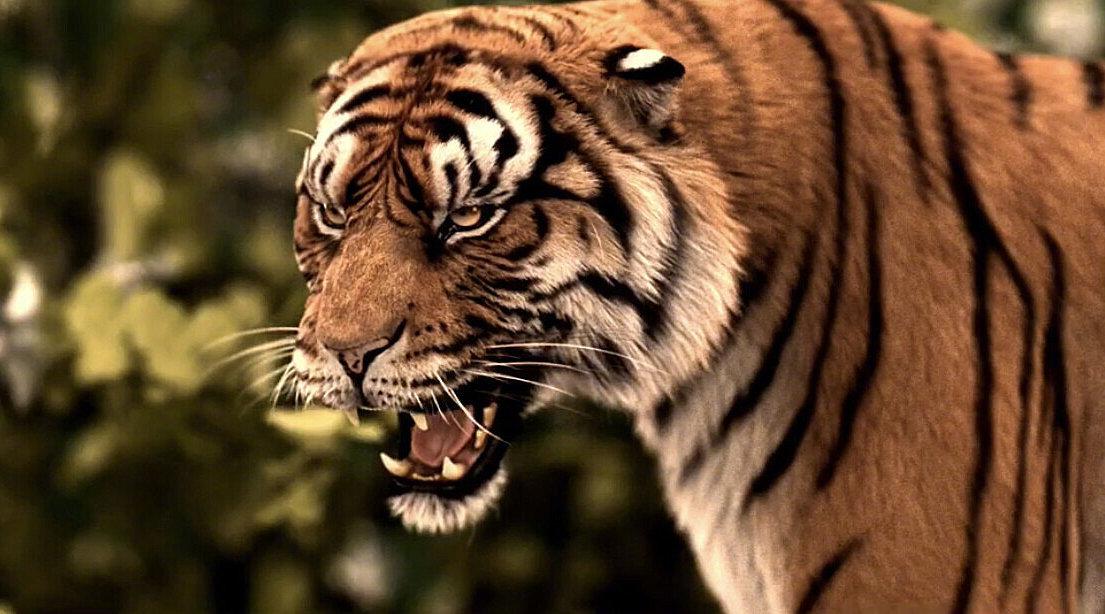 老虎吃人事件背后的故事 老虎为何仍被保护