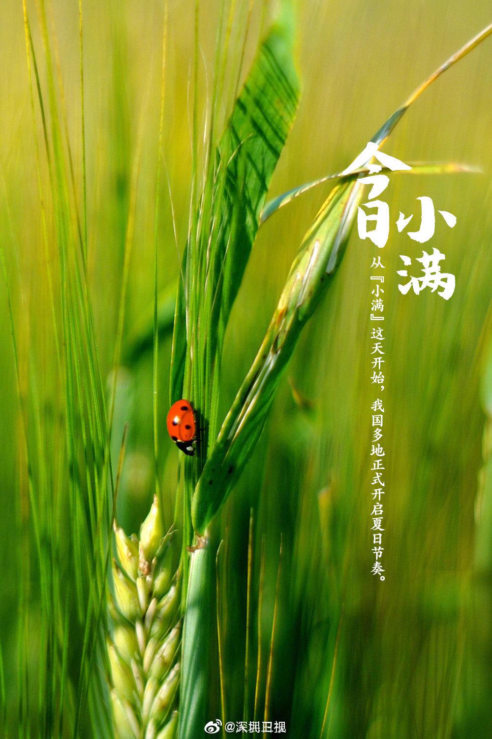 小满小满幸福满满