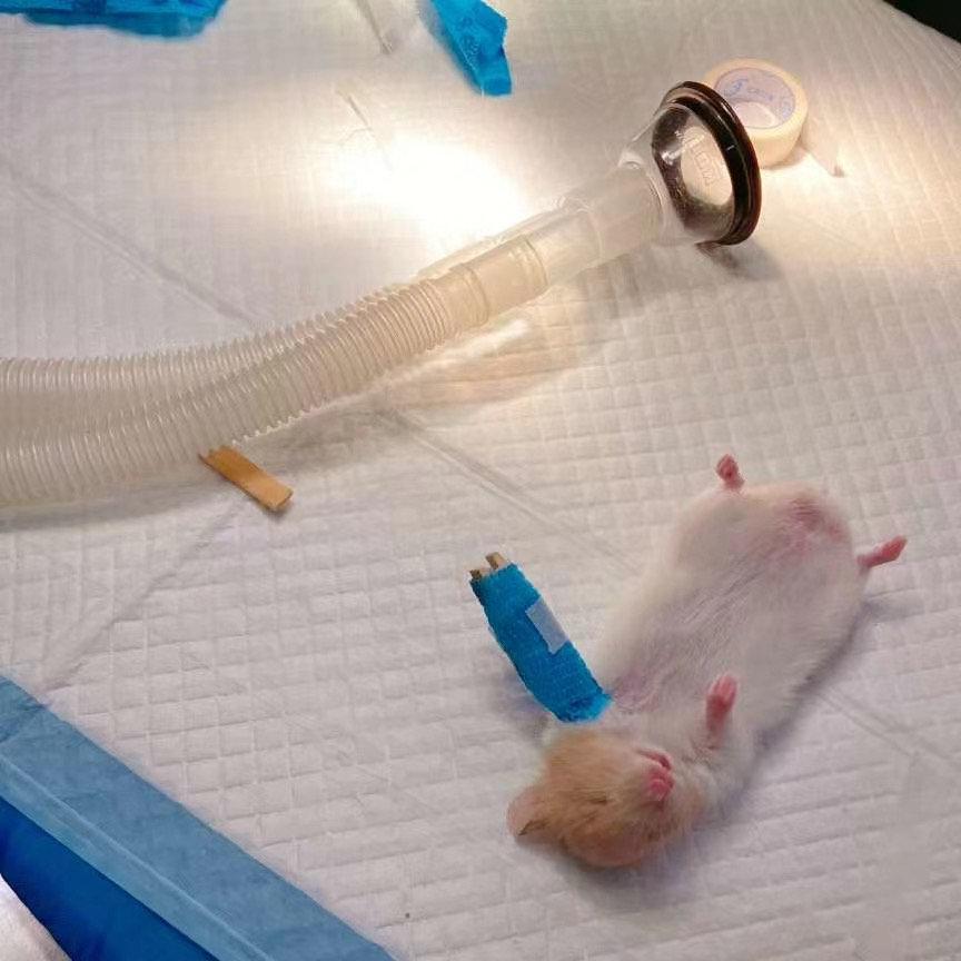 打架输了的仓鼠