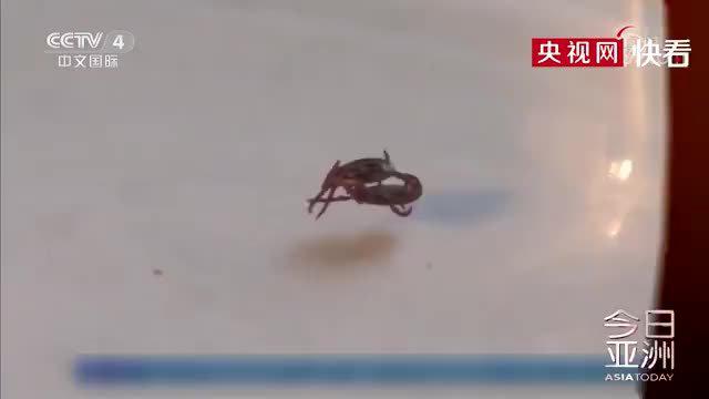 警惕 蜱虫变种 俄罗斯被咬者排队接种脑炎疫苗