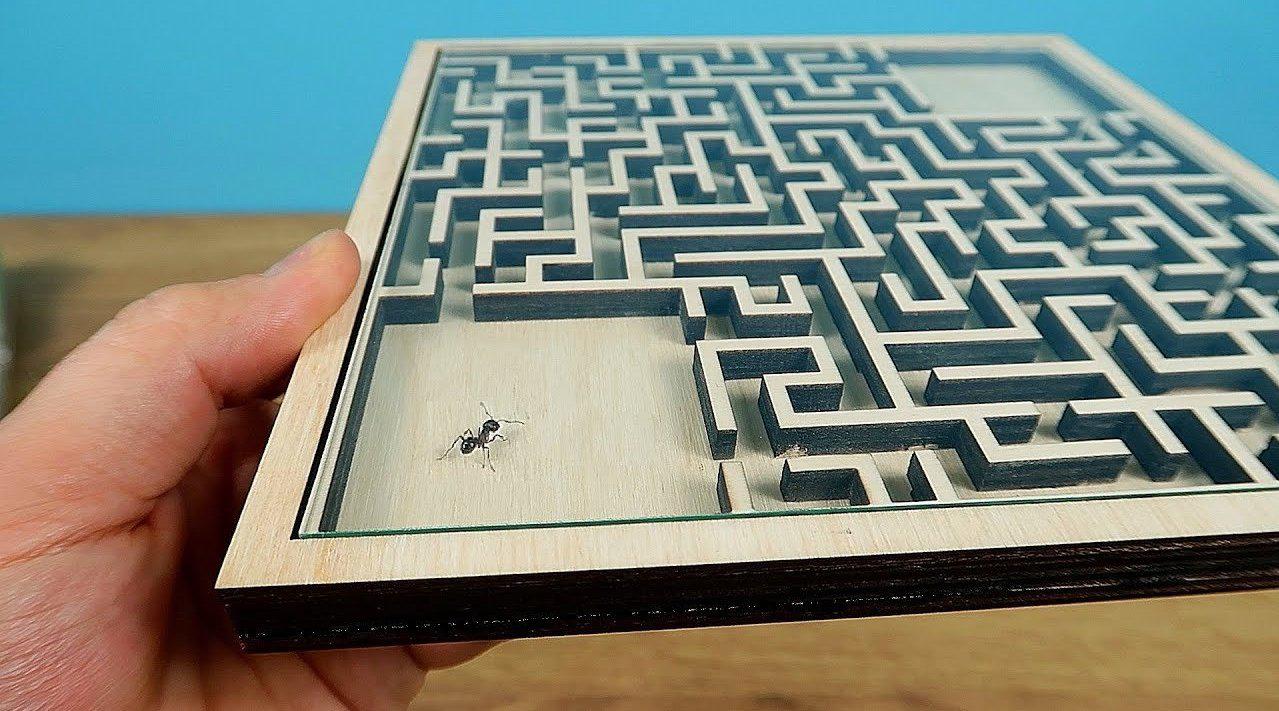 蚂蚁智商究竟高不高老外将其放进迷宫测试接下来一幕让人傻眼67