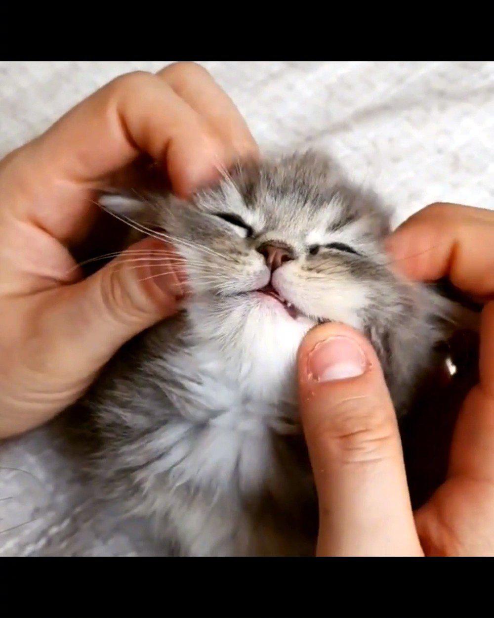 最佳捏猫脸姿势!这样的猫猫头我一个人可以捏10个!