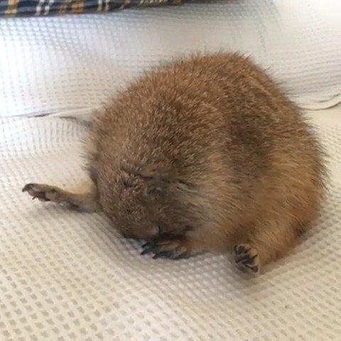 国家畜禽遗传资源目录公布 明确33种家养畜禽种类