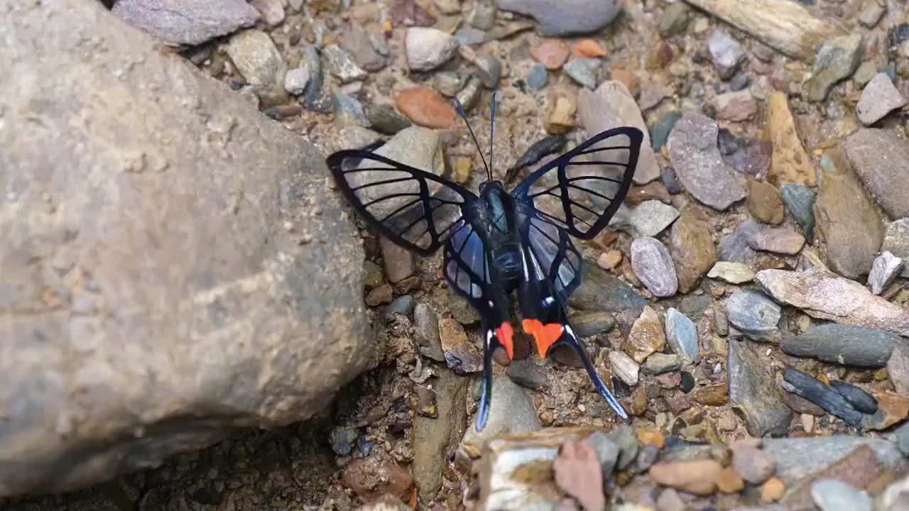 红臀凤蚬蝶chorineaoctauius原产于中南美正吸食着岩石表面的矿物质