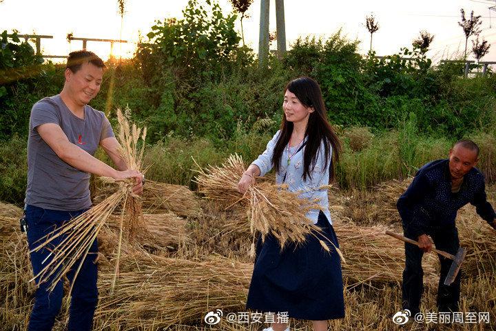 农村割麦场景，你有多久没见过|农村|场景|麦子_新浪新闻