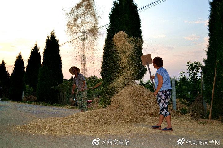 农村割麦场景,你有多久没见过