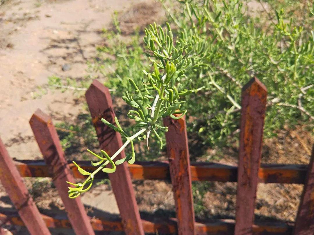 内蒙古乌海市加大"植物大熊猫"四合木的保护力度