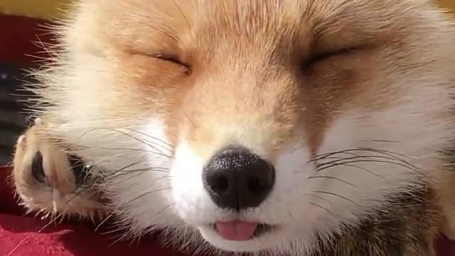 日本北狐牧场的小狐狸02 小狐狸困困并吐出小舌头卖个萌2308