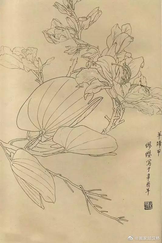 花卉白描线稿