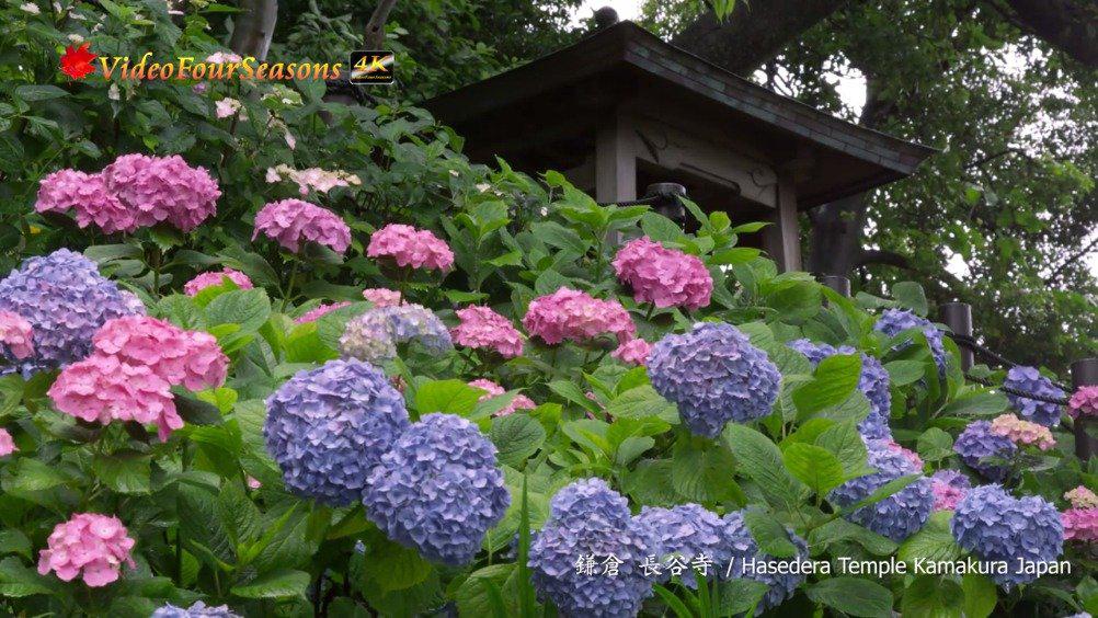 到了看日本紫阳花 绣球花 的季节了