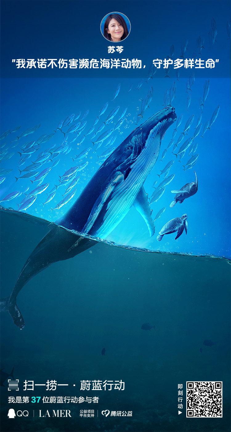 飞鱼群冲破海洋前进,200吨重的蓝鲸在大海里自由遨游