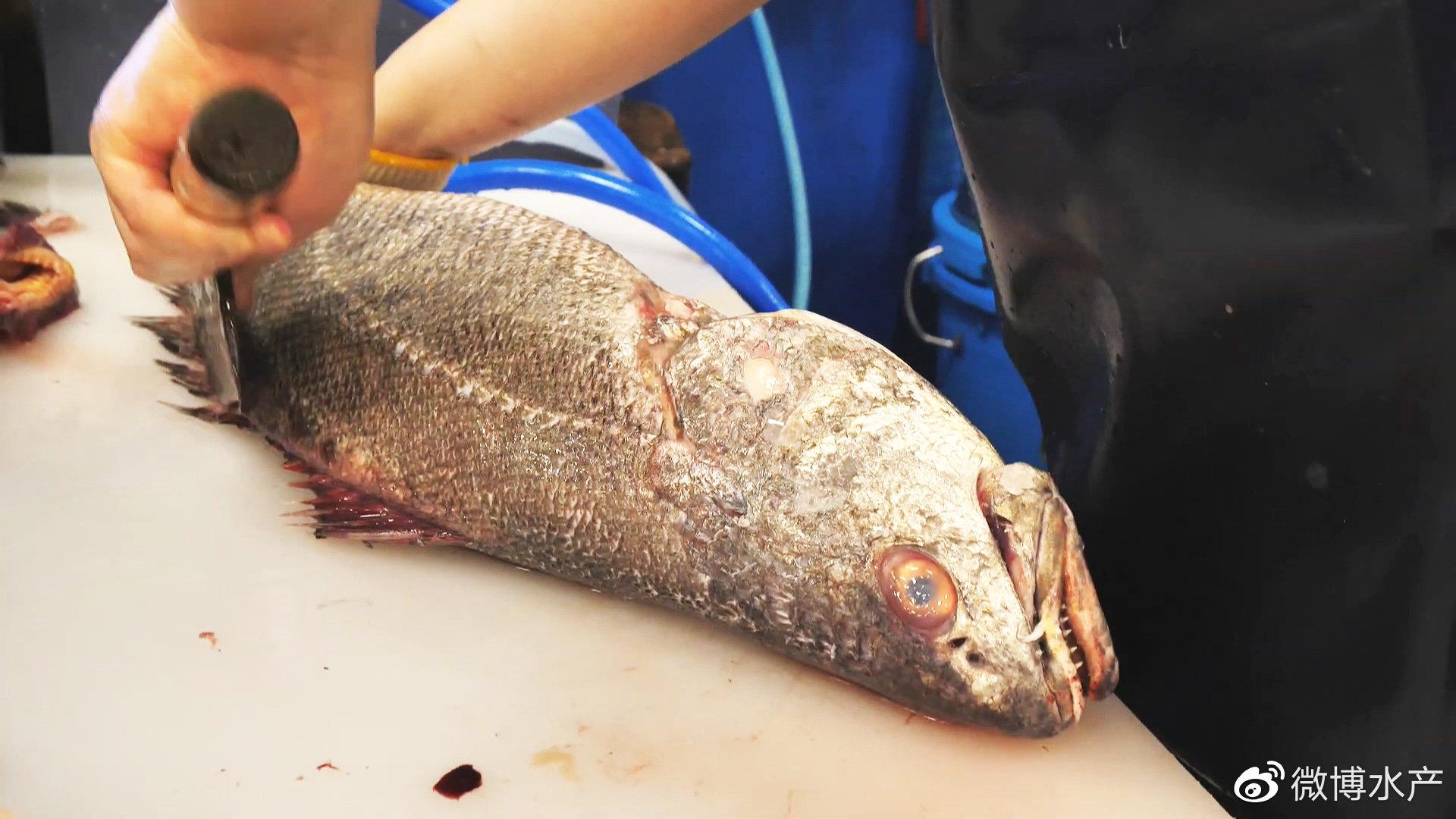 韩国厨师处理鲜活"大米鱼",快刀分割做鮸鱼刺身拼盘!