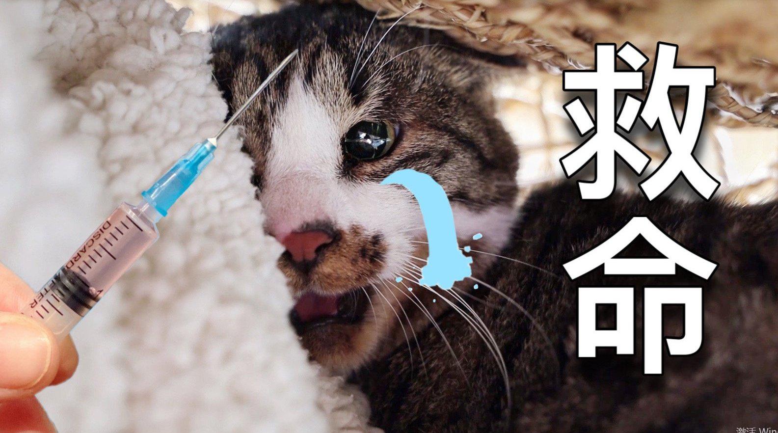 同时给15只猫打针有多难?现场惨叫声连连
