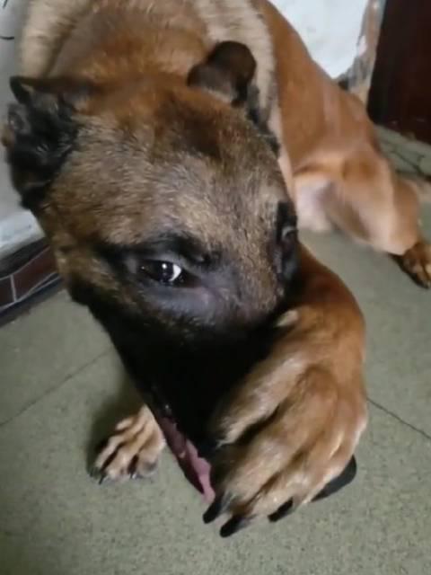 狗子这捂鼻子 表情笑死我了