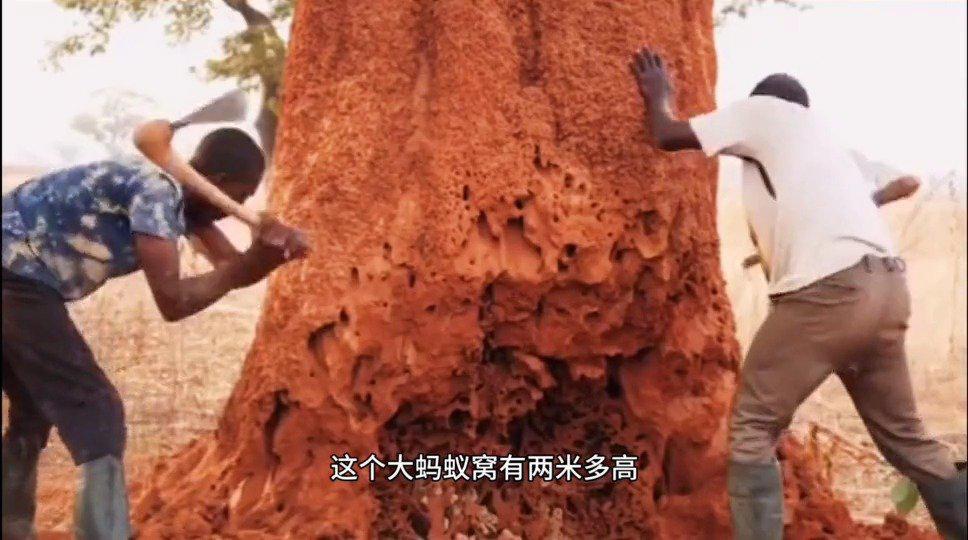 山里发现大蚂蚁窝,不得了,这蚁后也太大了!