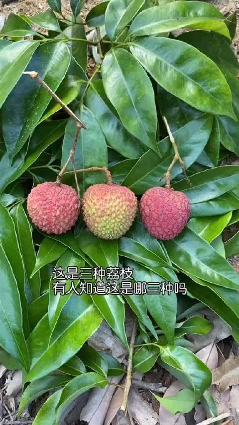 三种荔枝的直观对比，黑叶、妃子笑、桂味怎么区分……|糯米糍_新浪新闻