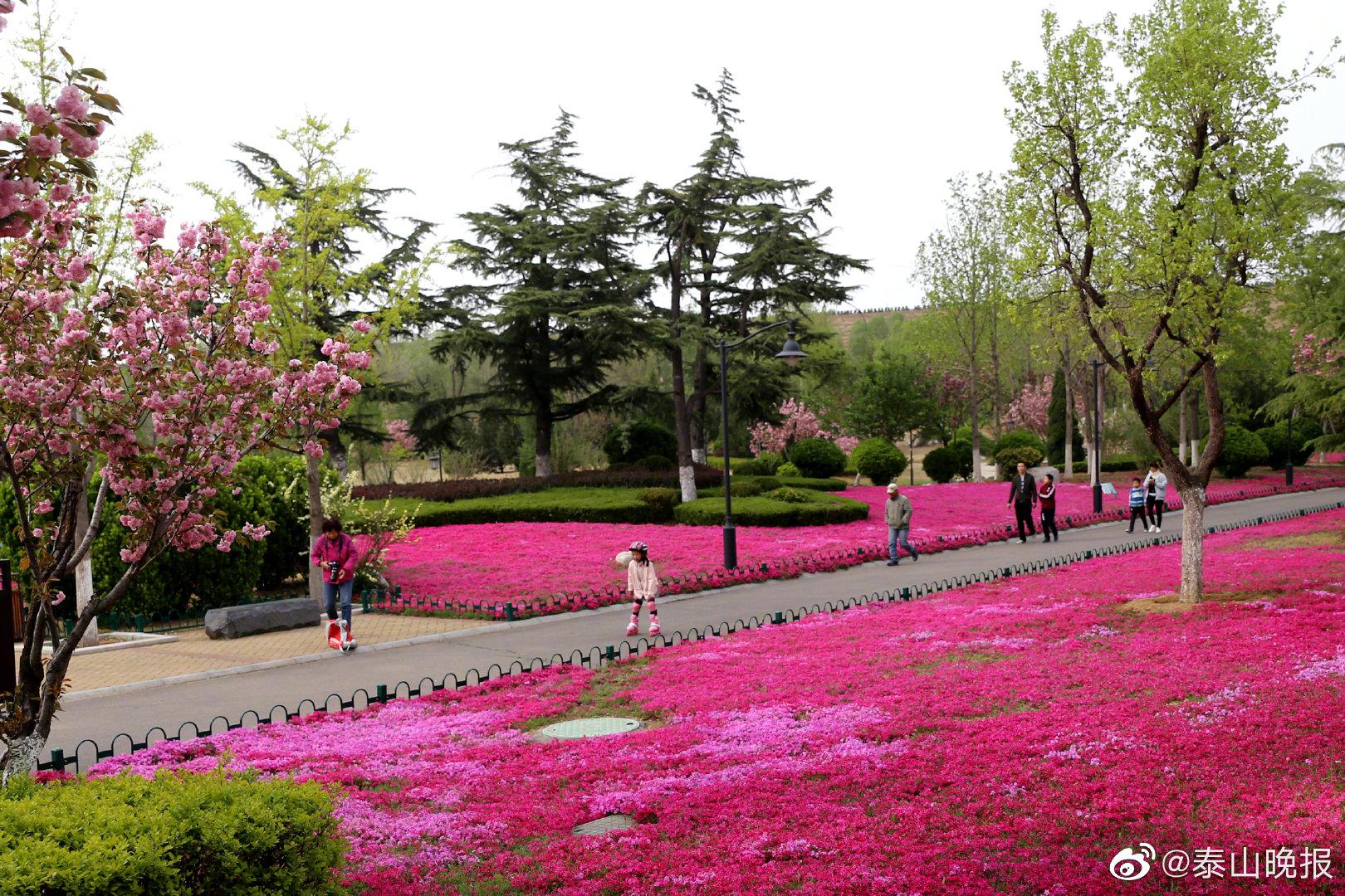 新泰市"花海园林"建设提升城市颜值