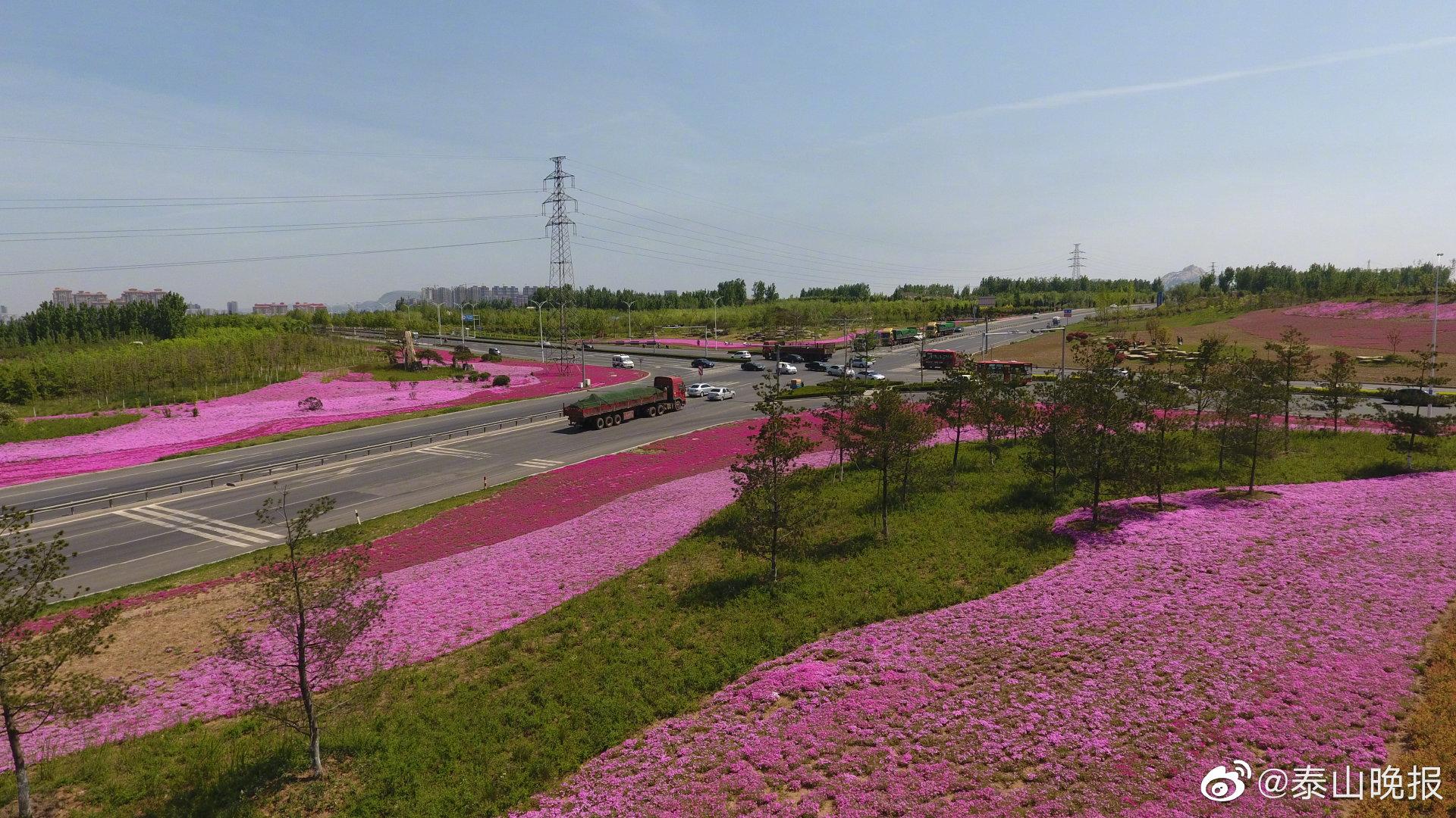 新泰市"花海园林"建设提升城市颜值