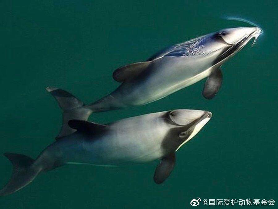 新西兰黑白海豚(hectors dolphin感觉这个中文名就挺随意的)体