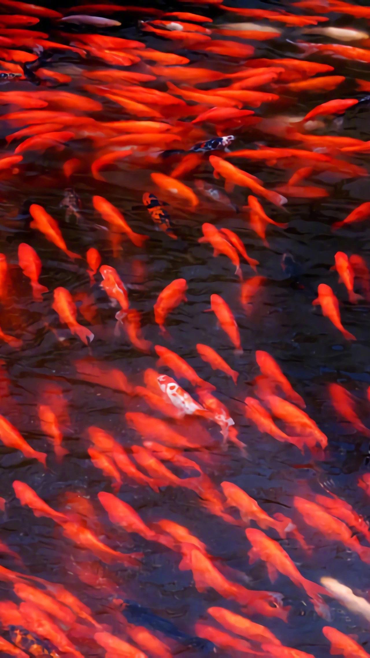 愿你的好运和这锦鲤一样多