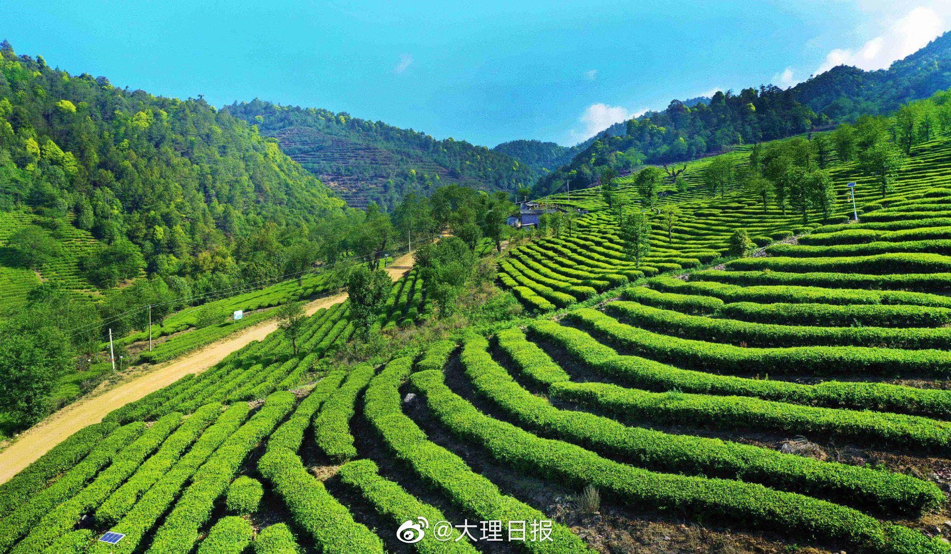 永平龙门乡打卡锦绣梯田相约万亩茶园