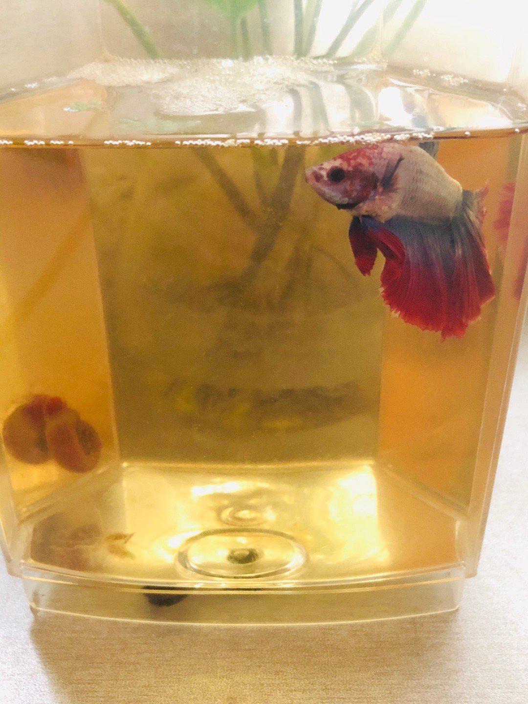 斗鱼缸容易脏而且斗鱼便便有时候挺难清的