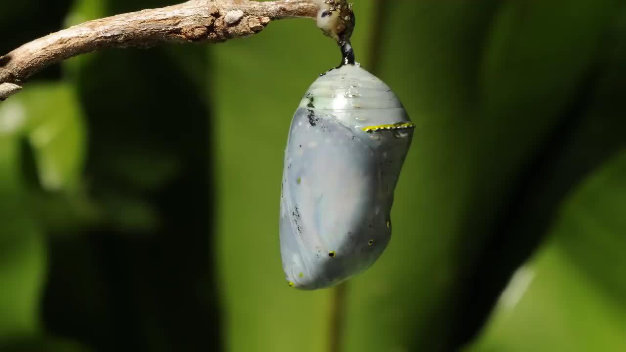 破茧成蝶,寓意你将苦尽甘来!