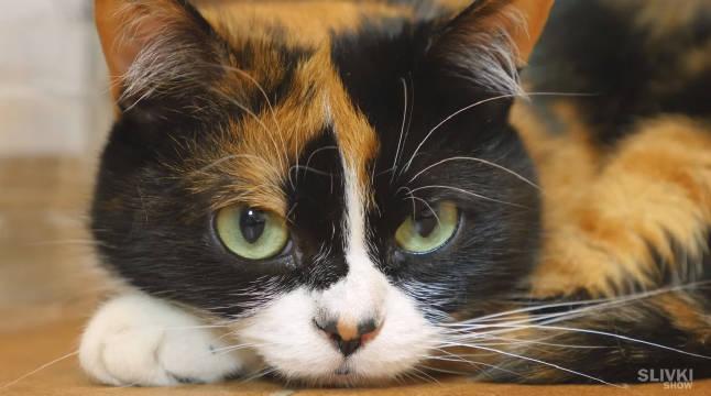 slivki的5个生活小技巧